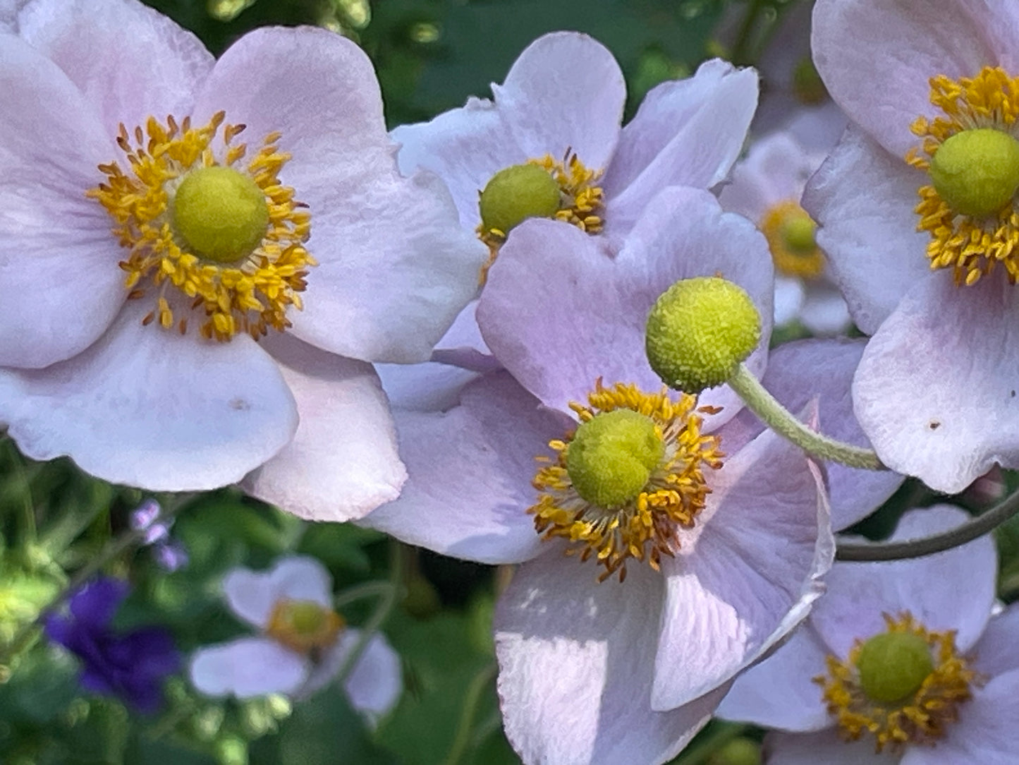 2025 Fall Flower Subscription (Sept. 3 - Oct. 8)